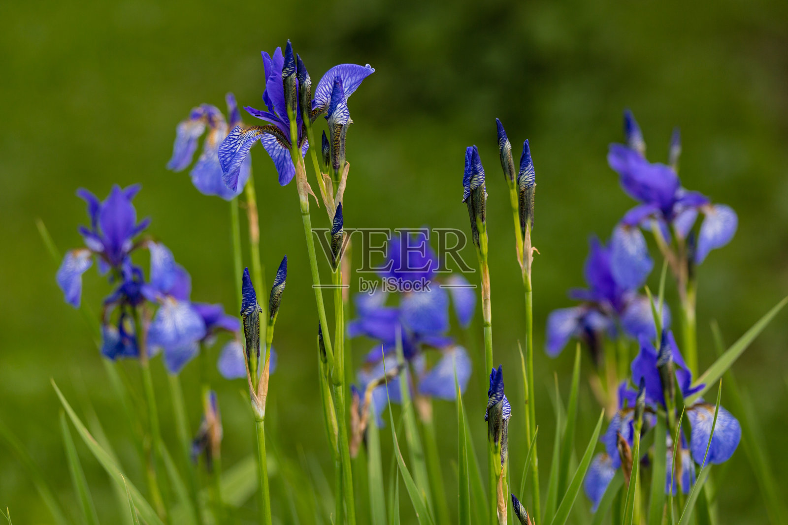 绿色背景上的蓝色虹膜照片摄影图片