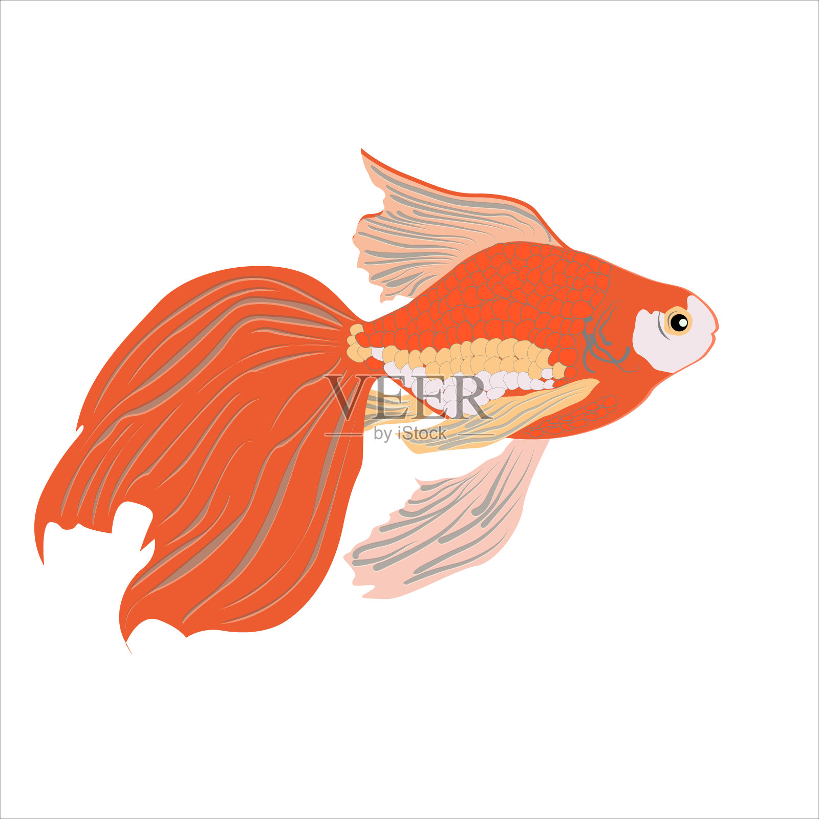 能实现愿望的金色水族鱼插画图片素材