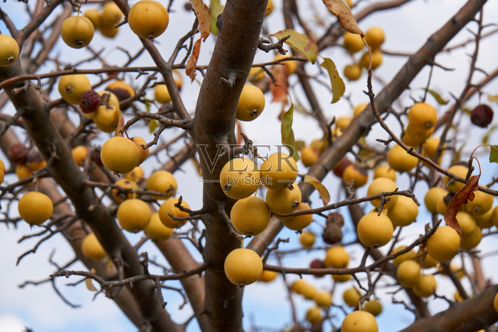 海棠和野苹果。苹果是蔷薇科落叶小苹果树或灌木的一个约种属照片摄影图片