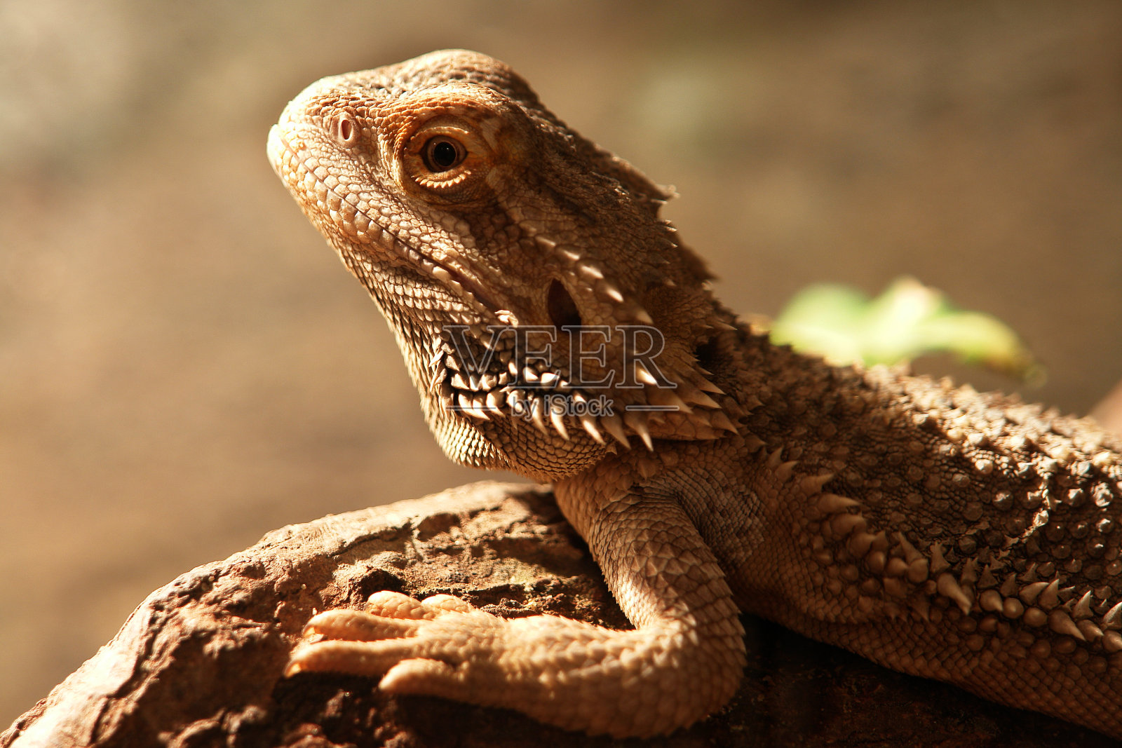 近距离观察鬣蜥照片摄影图片