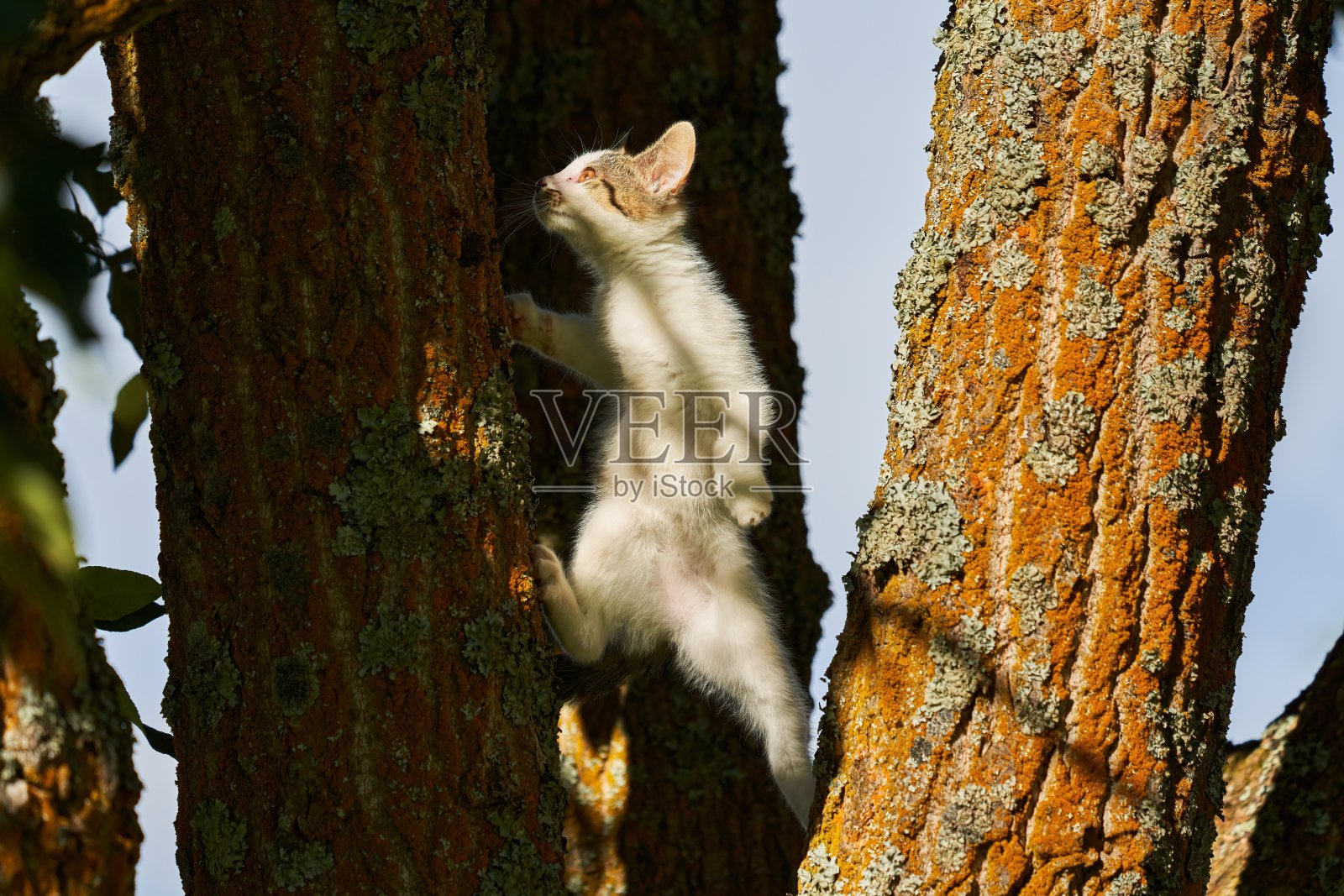 活泼的小猫像猴子一样爬上树，眼睛里有阳光照片摄影图片