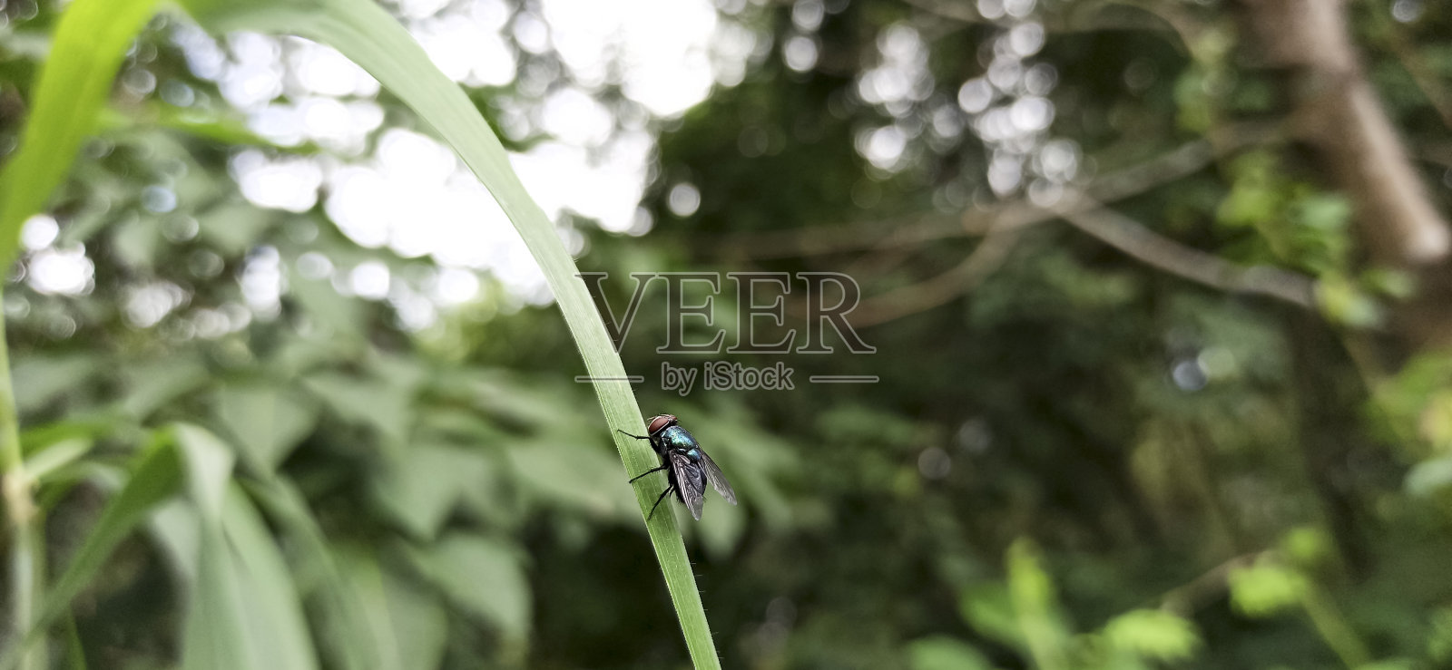 草地上的苍蝇(昆虫)照片摄影图片
