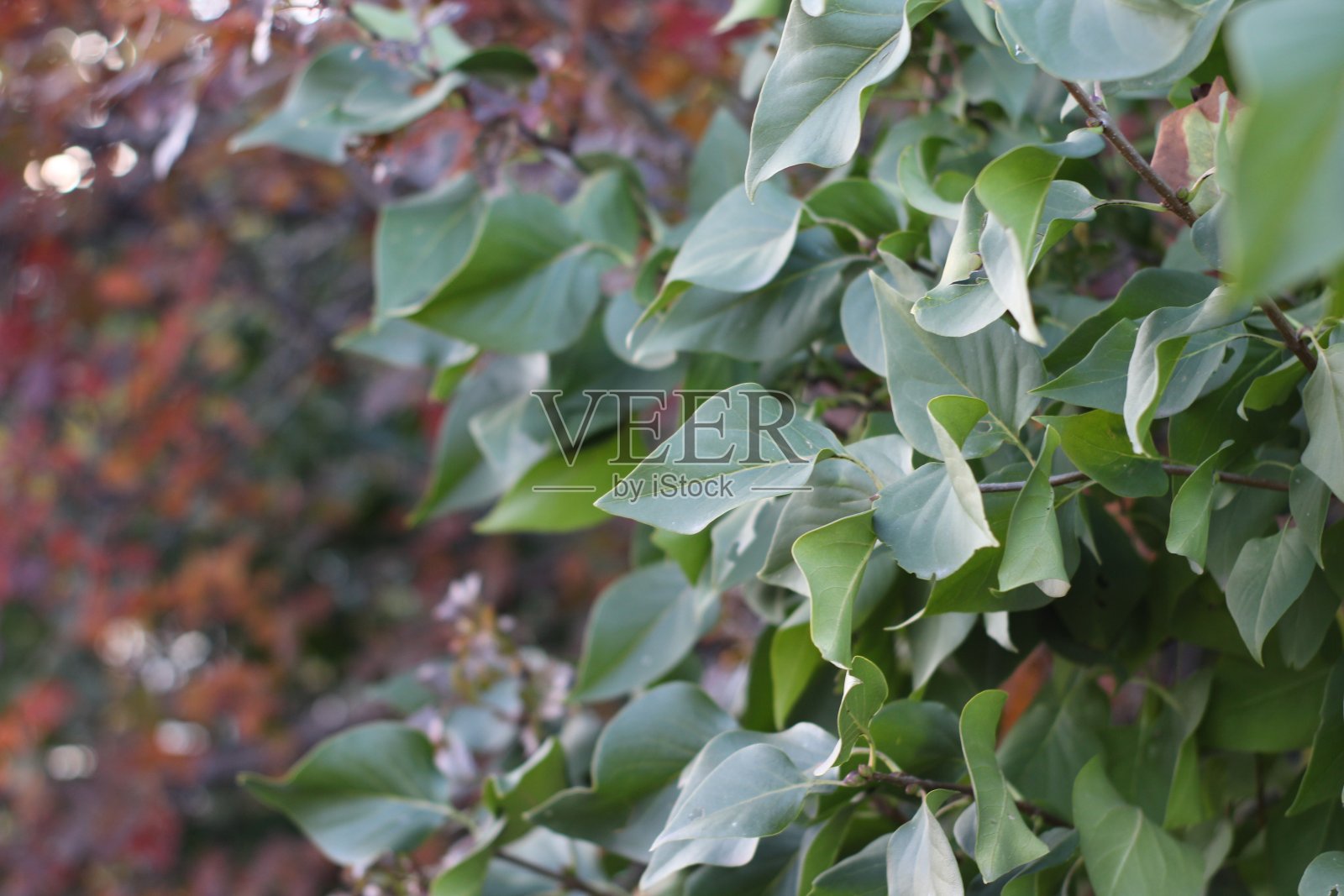 秋绿红叶背景枝叶花园近景树枝照片摄影图片