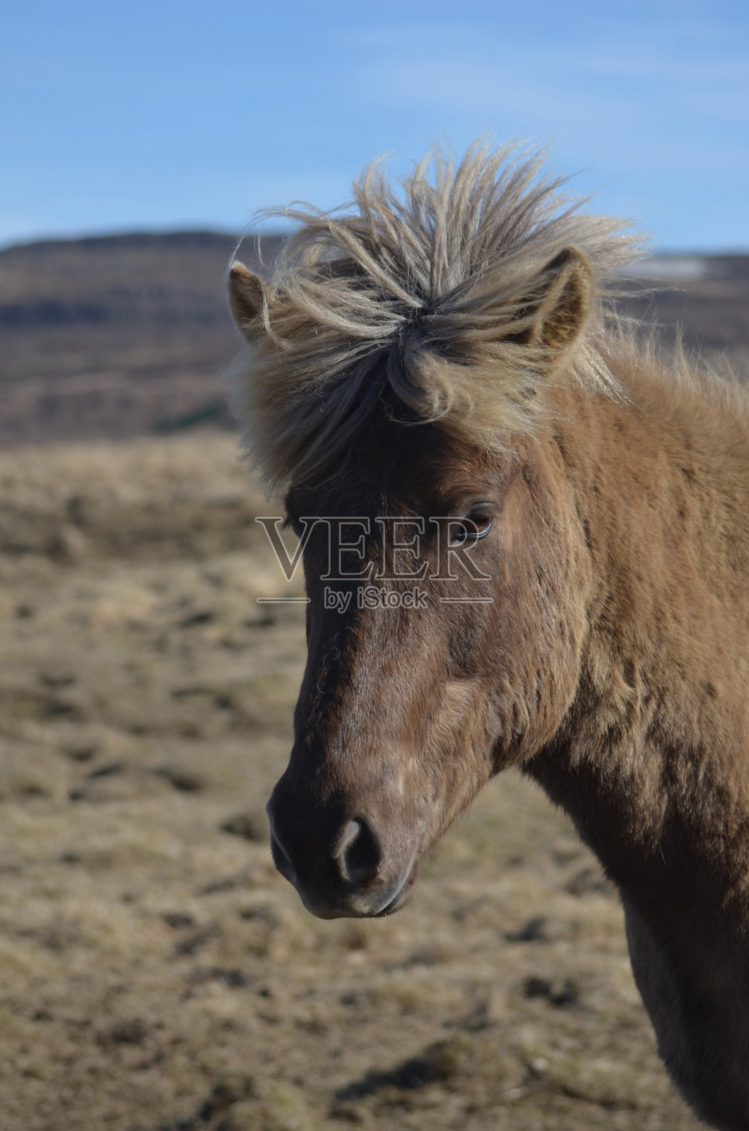 冰岛干草地里的冰岛甜马照片摄影图片