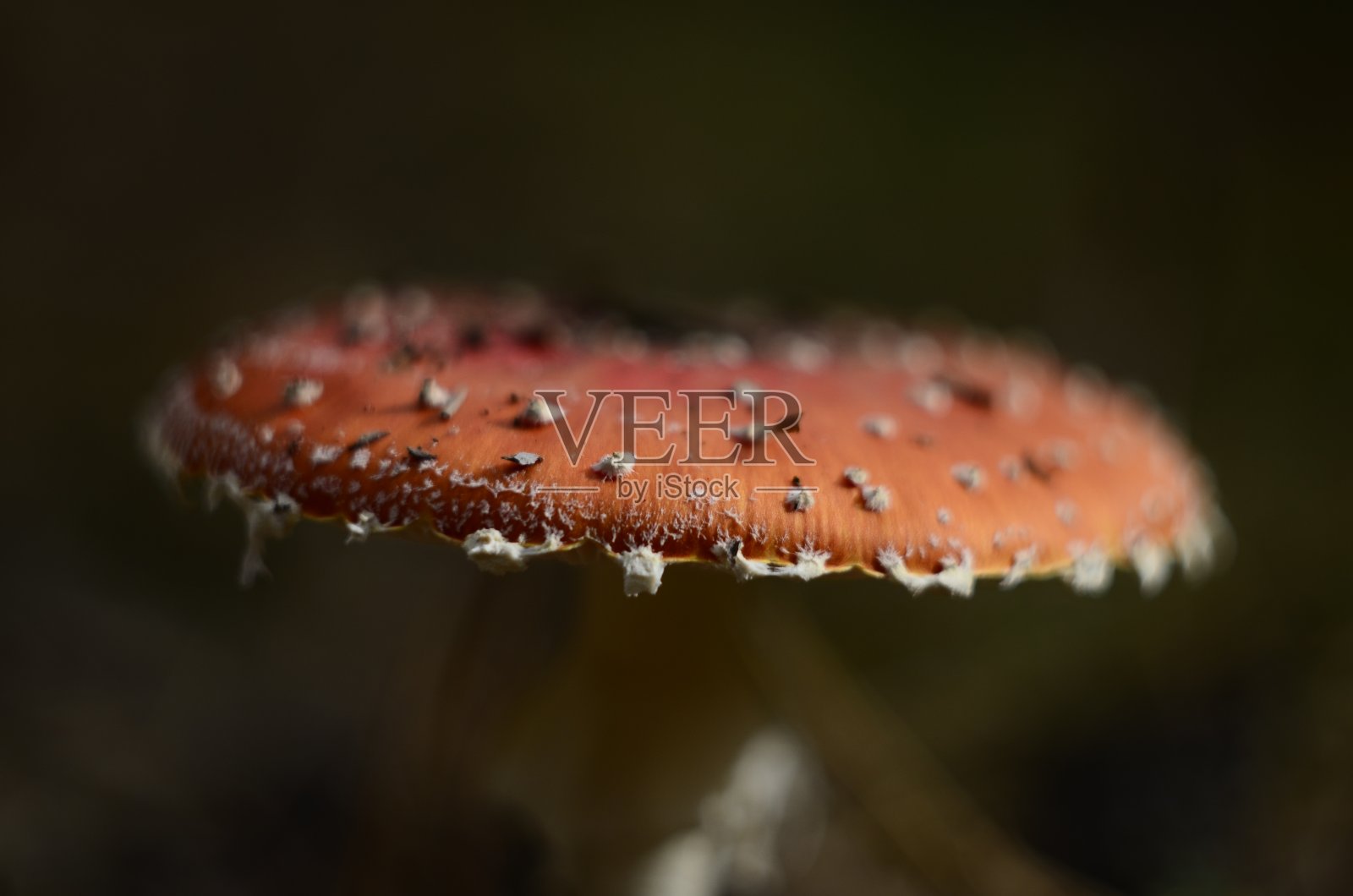 鹅膏菌在秋天的森林里。照片摄影图片