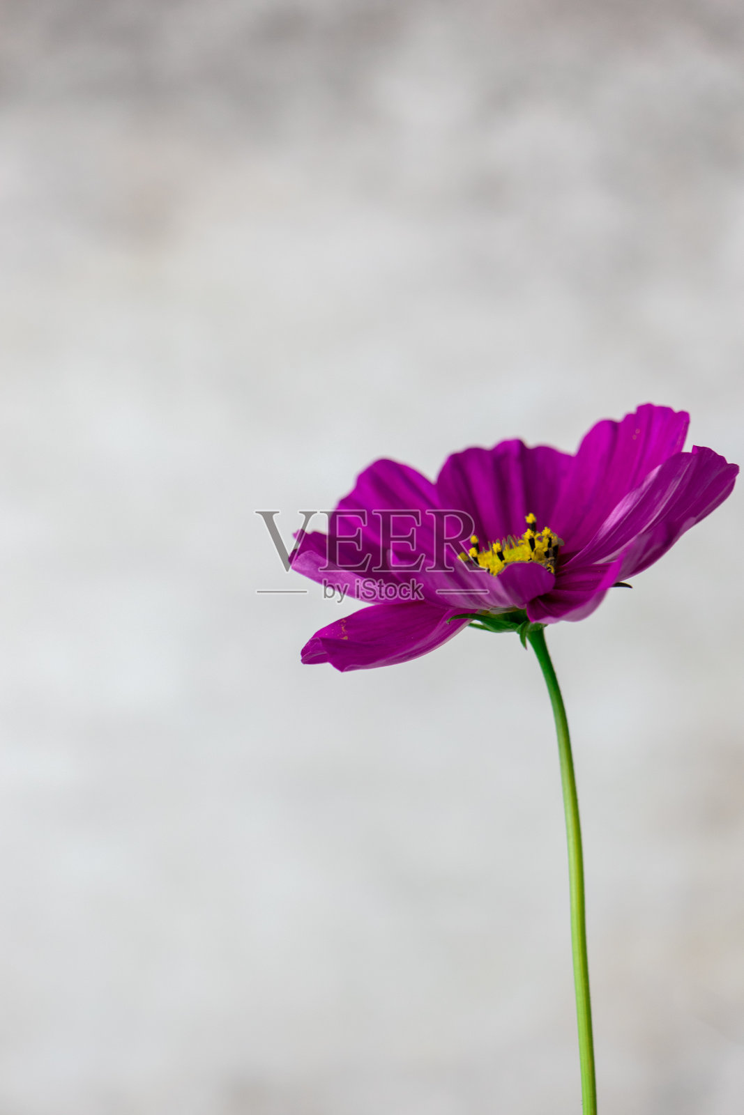 微距摄影的花为背景使用照片摄影图片