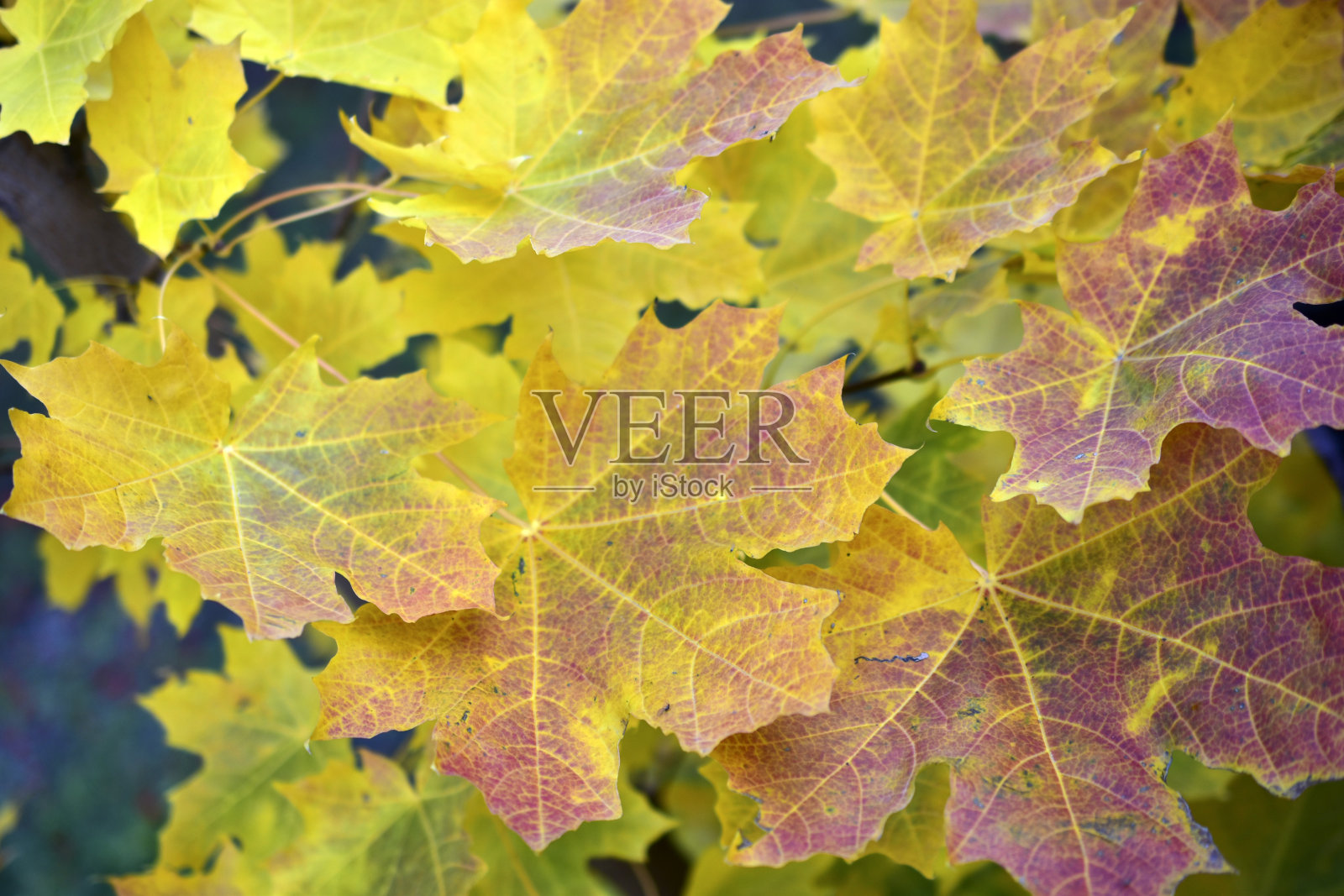 黄色和红色的枫叶和花园的树照片摄影图片