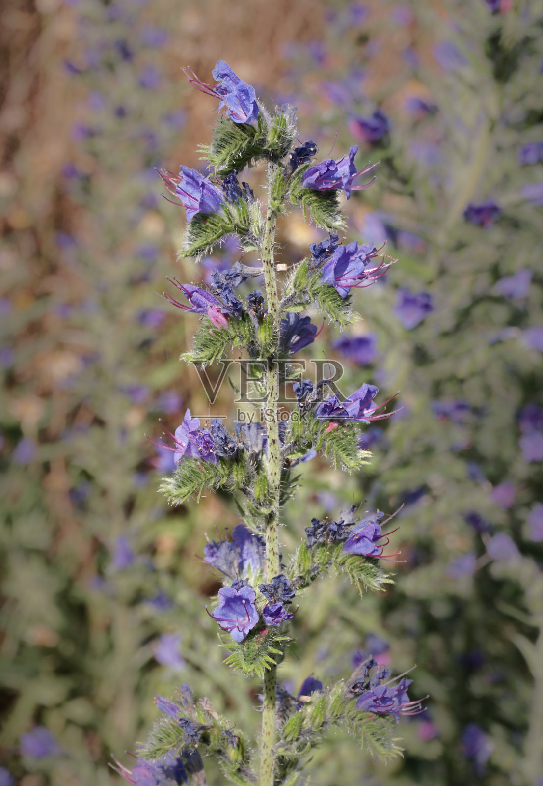 蝰蛇属植物(Echium vulgare)花。照片摄影图片