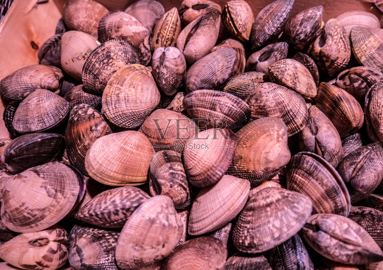 海鲜市场里的全壳贝类照片摄影图片