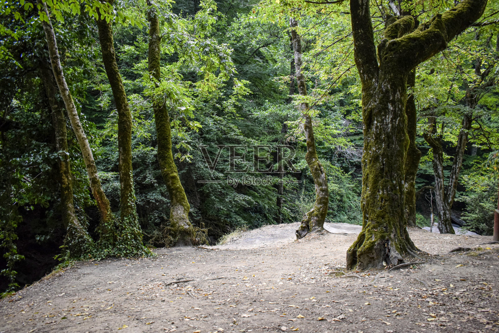 一个美丽的森林照片摄影图片