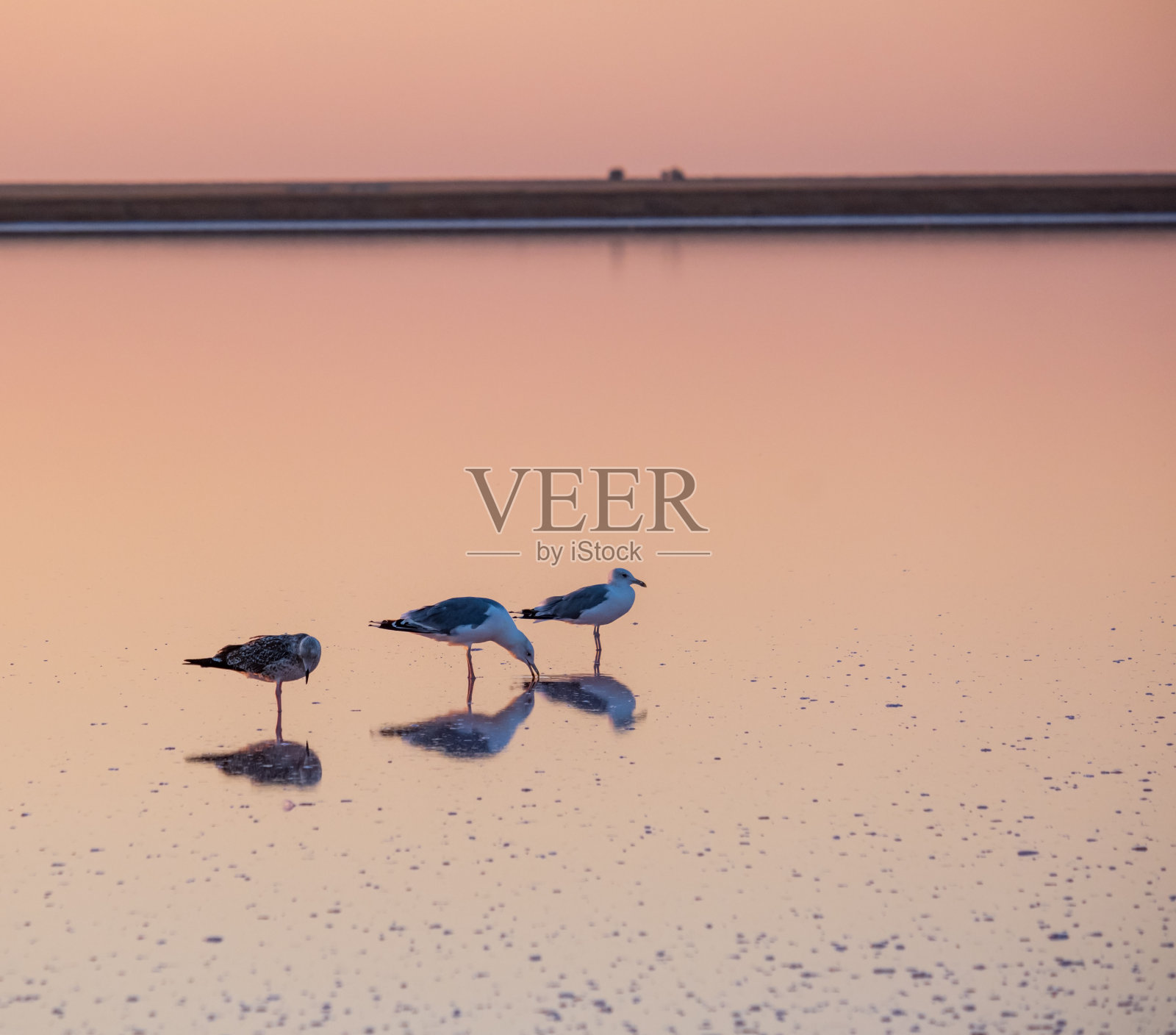 日落上的海鸥，Genichesk粉红色盐湖，乌克兰照片摄影图片