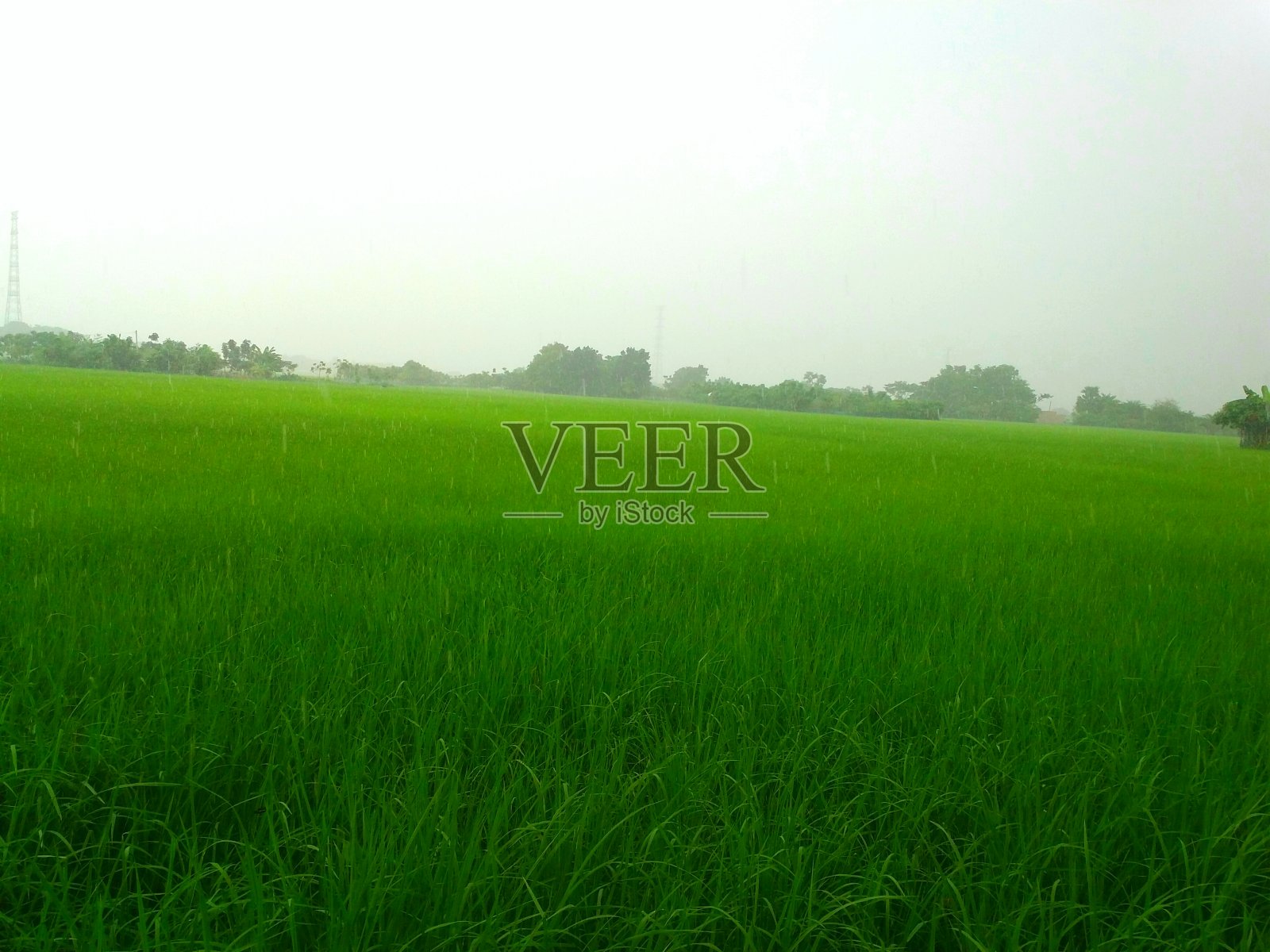 稻田照片摄影图片