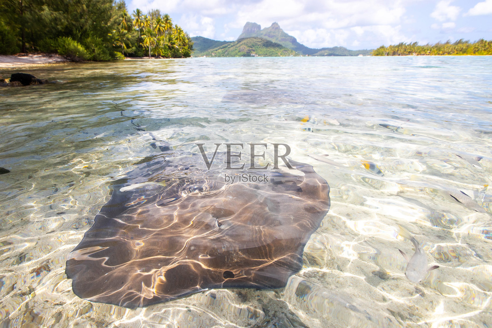 黄貂鱼在浅海水中游泳照片摄影图片