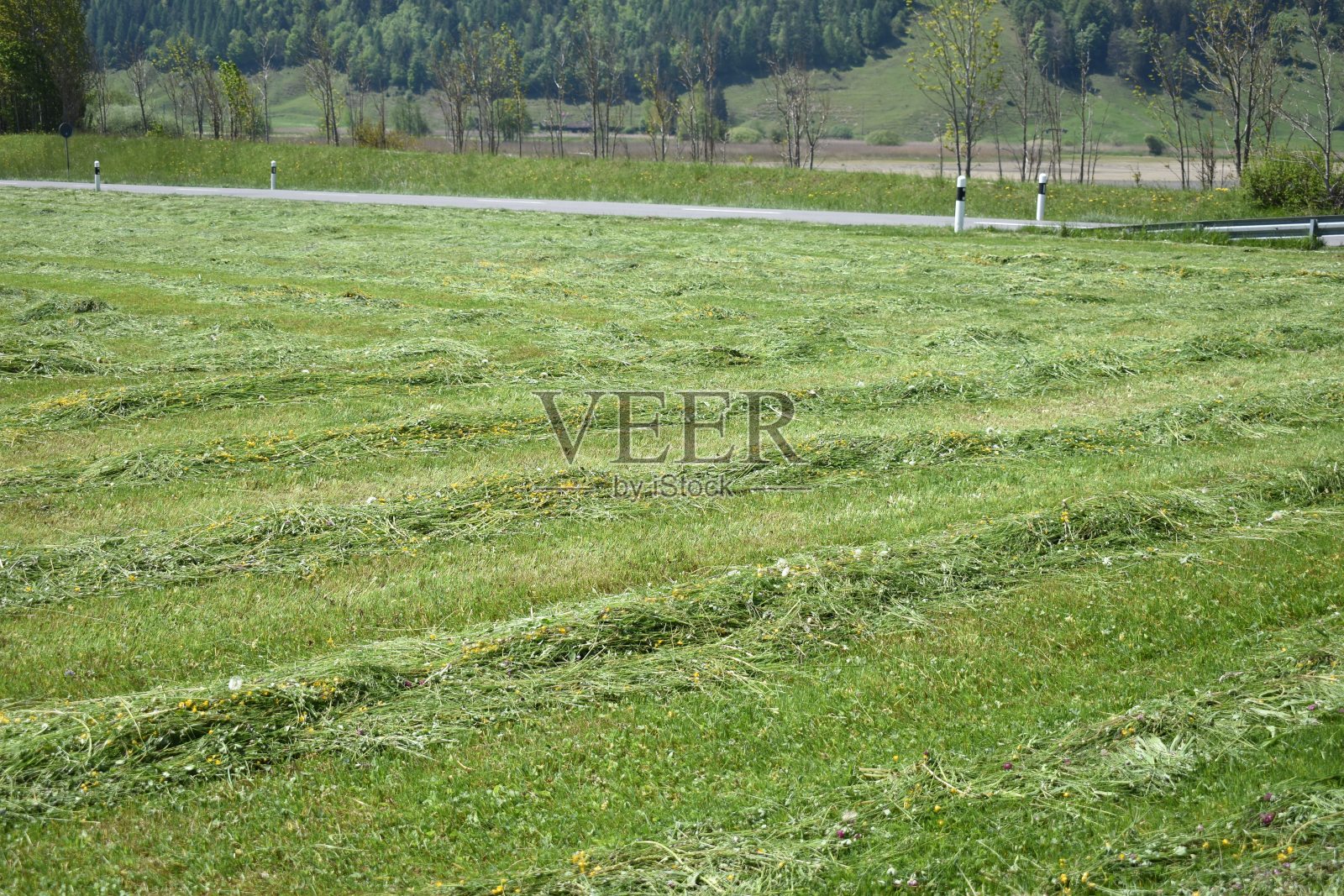 瑞士刚割下的草地照片摄影图片