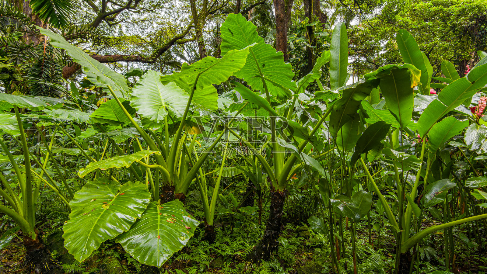 美丽的热带公园。夏威夷岛照片摄影图片