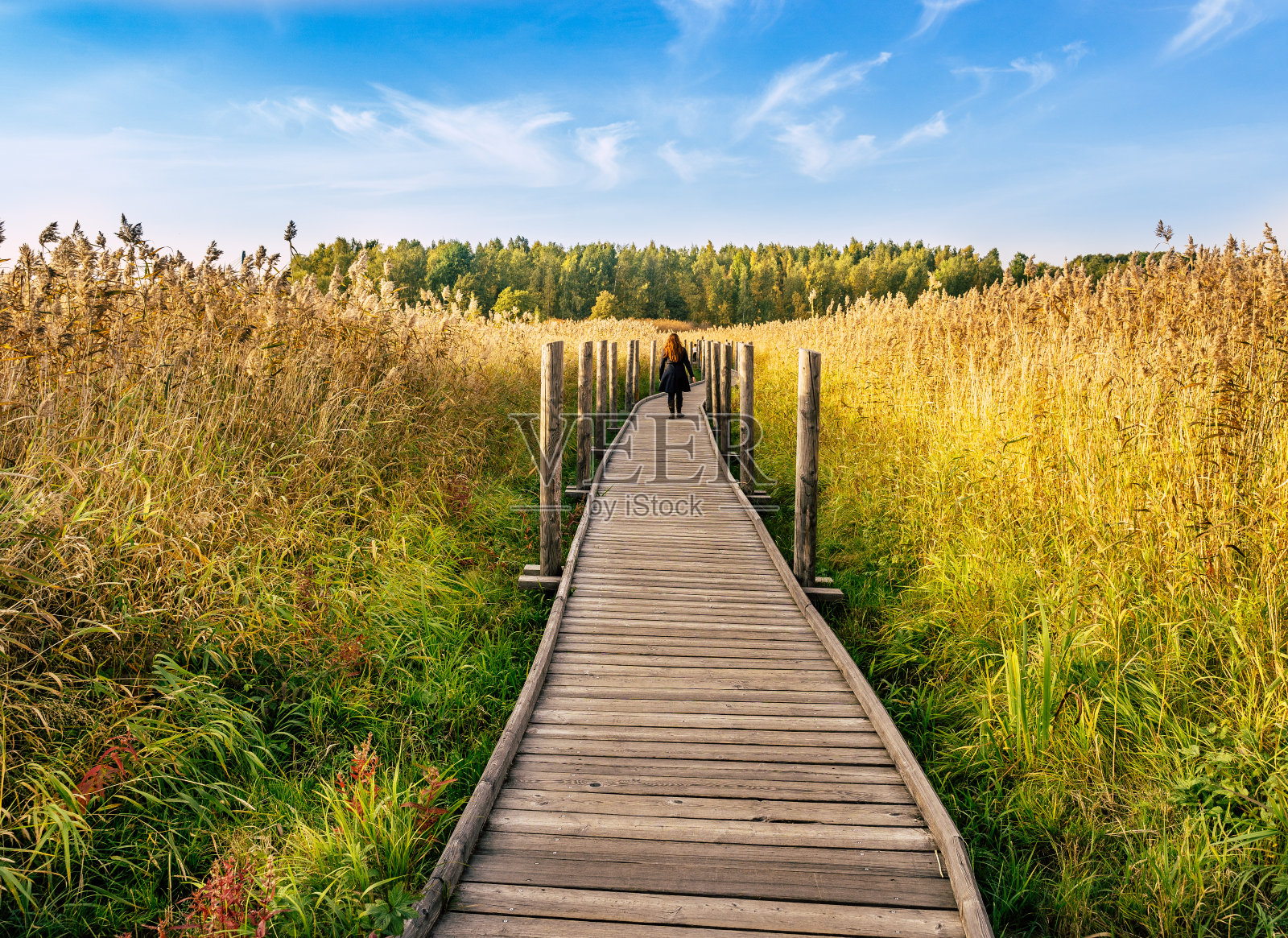 穿过森林的木栈道照片摄影图片