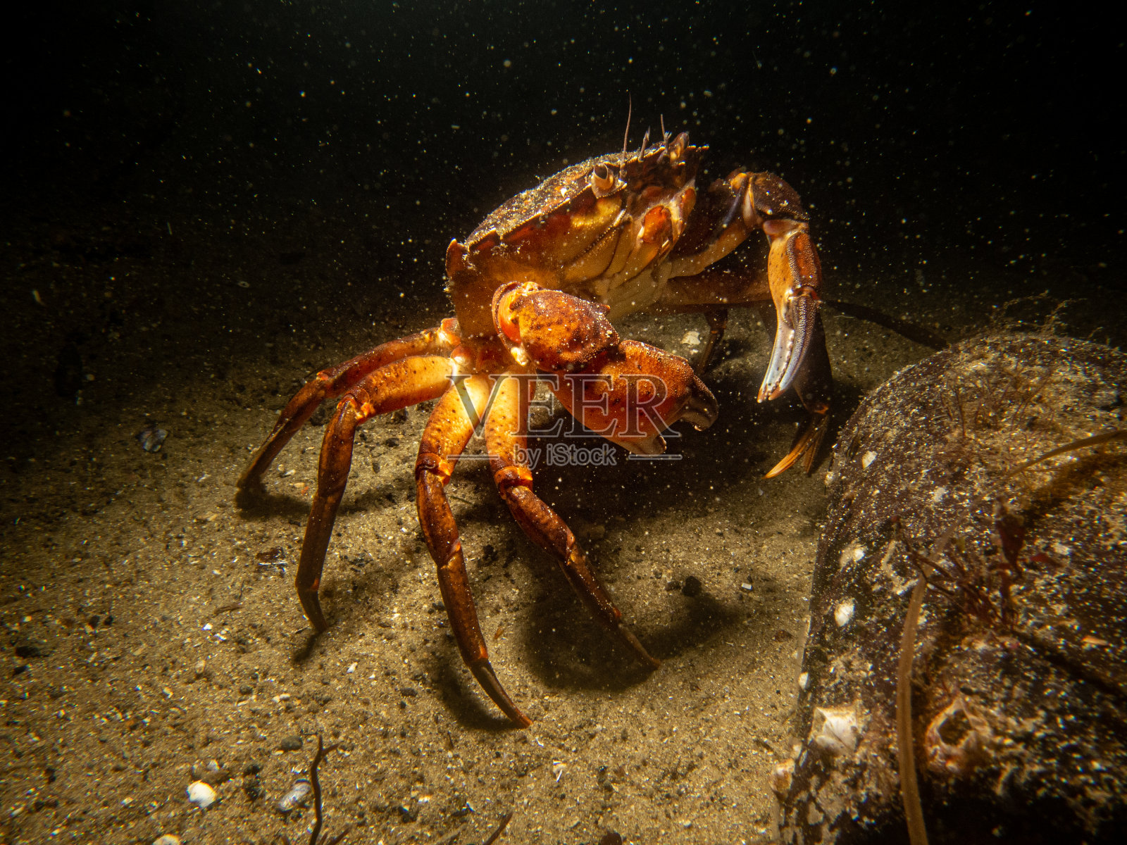 一只螃蟹和一个瓶子的特写水下照片。图片来自瑞典马尔默厄勒桑德照片摄影图片