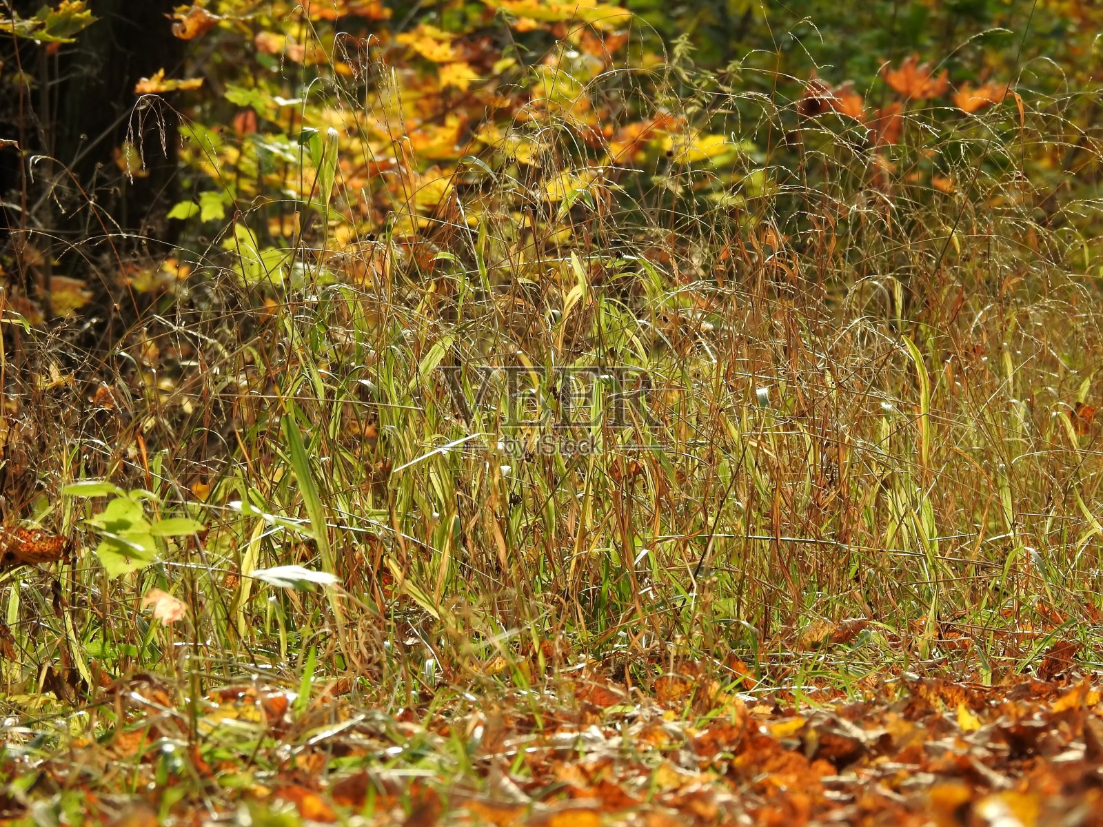 美丽的风景秋叶在自然界近距离照片摄影图片
