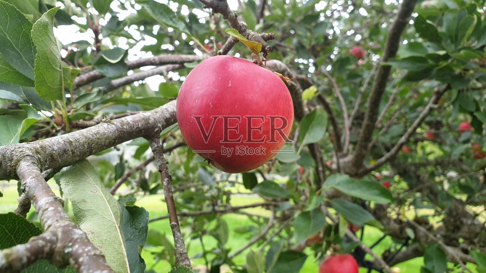 苹果树照片摄影图片