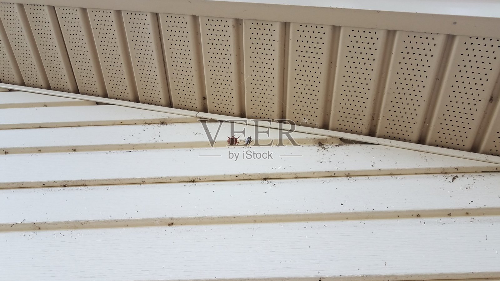 网中有昆虫和房屋墙板的大蜘蛛照片摄影图片