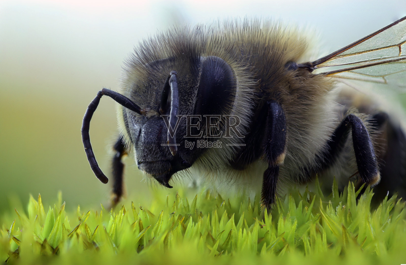 蜜蜂宏照片摄影图片