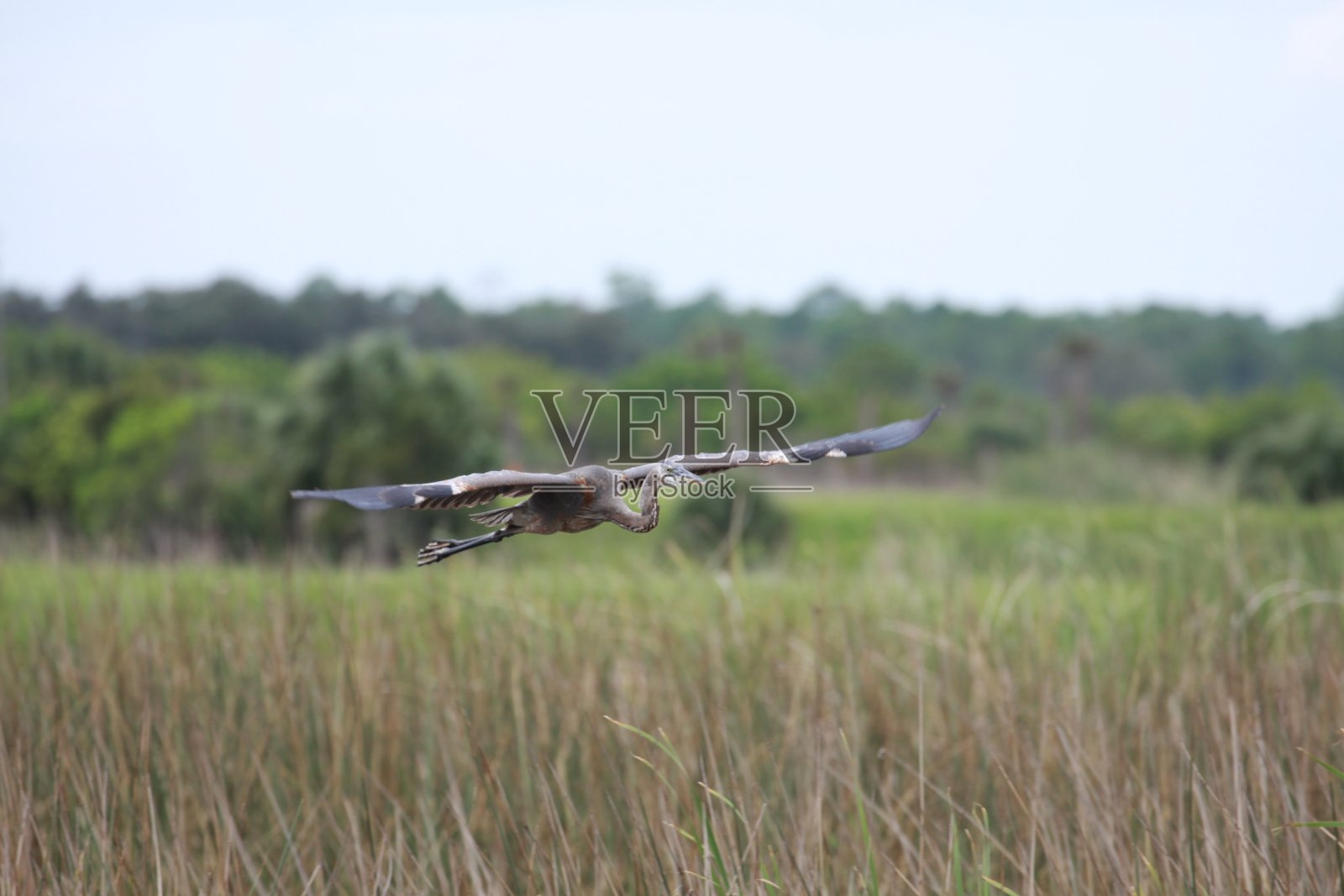 2020年10月3日，大蓝鹭在佛罗里达中部的维埃拉湿地照片摄影图片
