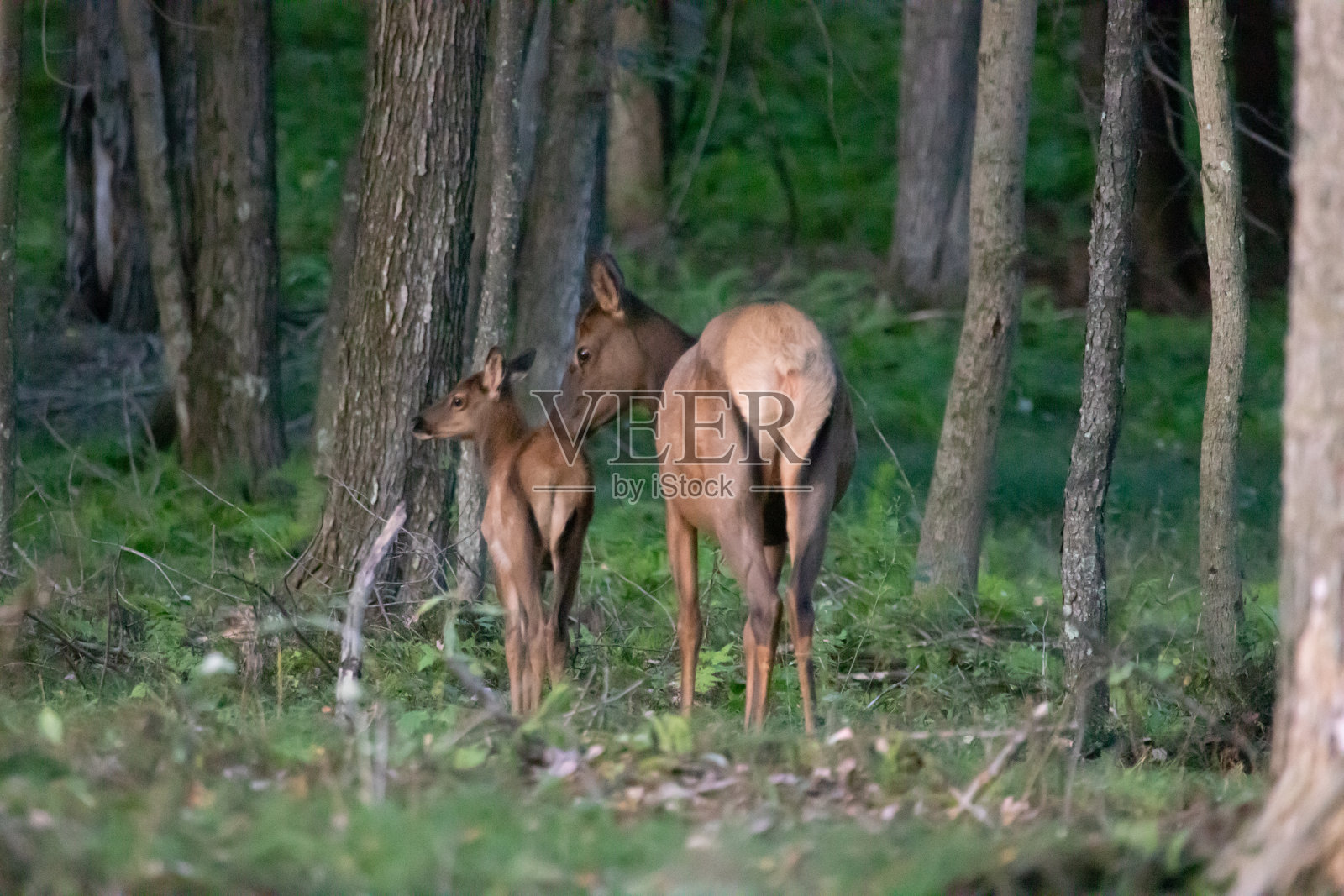 麋鹿和小腿照片摄影图片