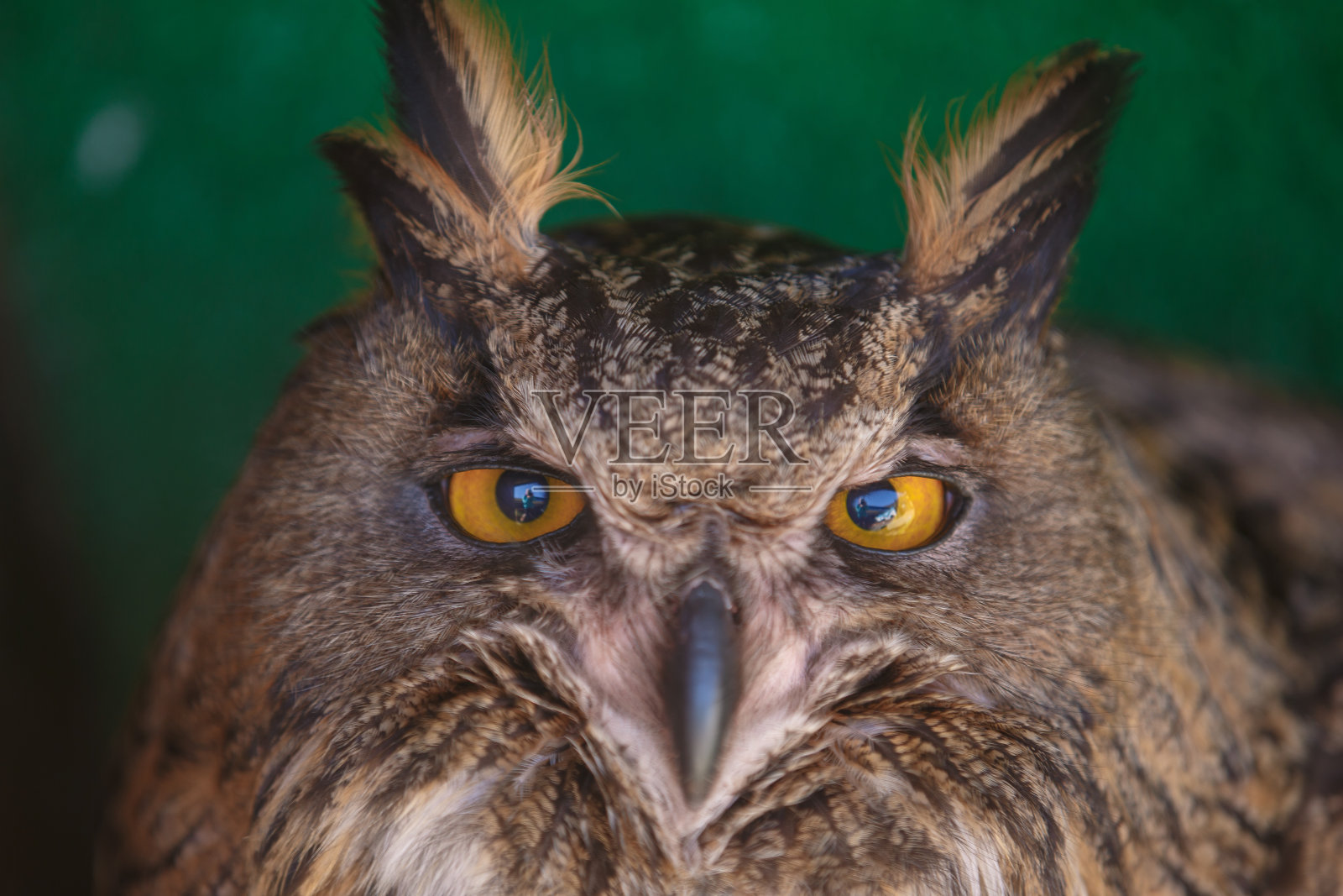 画像的棕色filin，近距离的野生鸟的头照片摄影图片