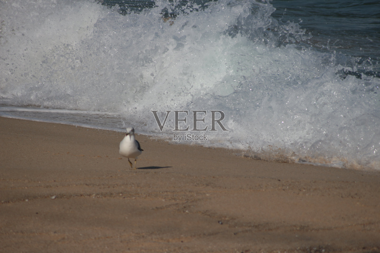 海滩上的海鸥照片摄影图片