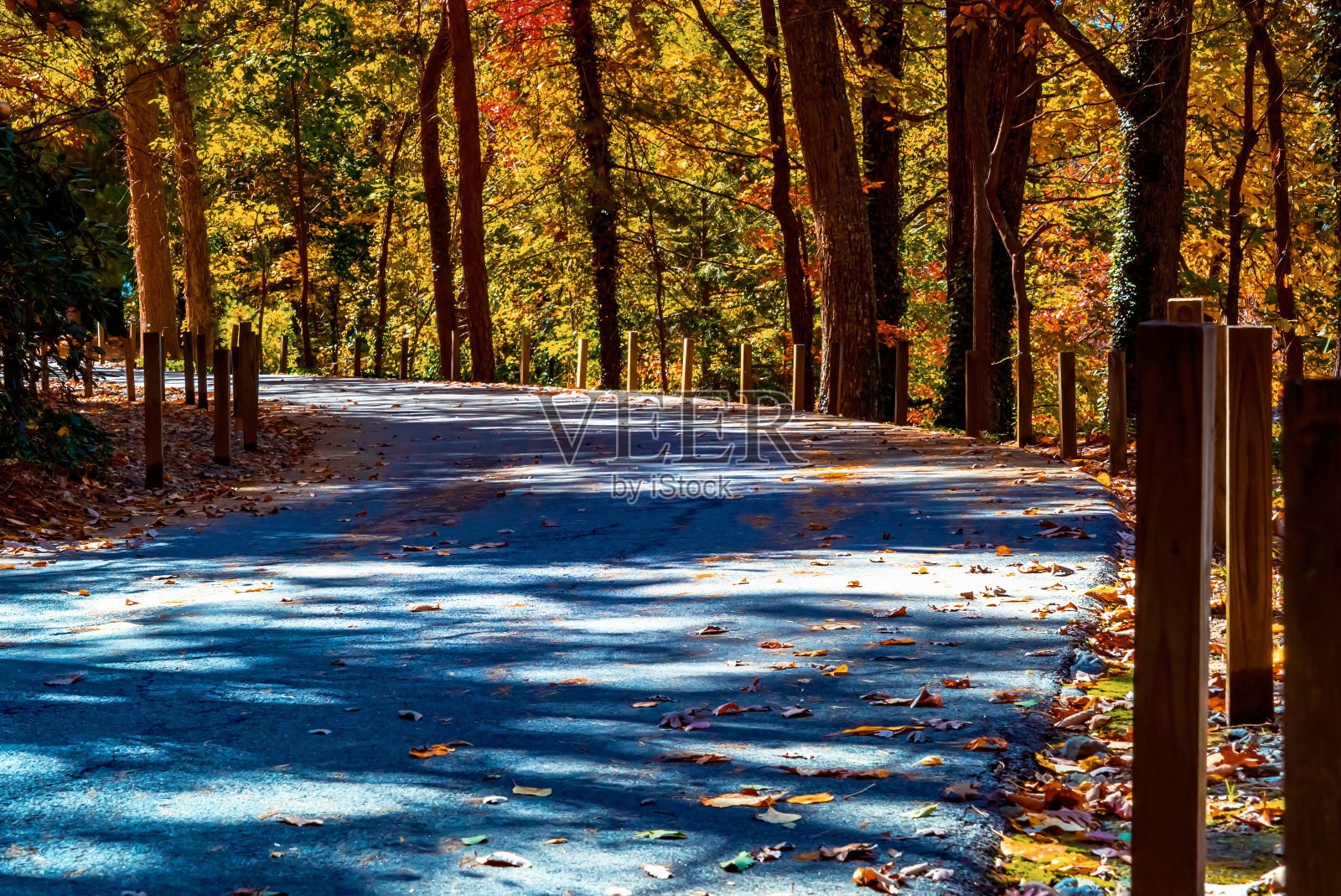 森林小径，五颜六色的秋叶照片摄影图片