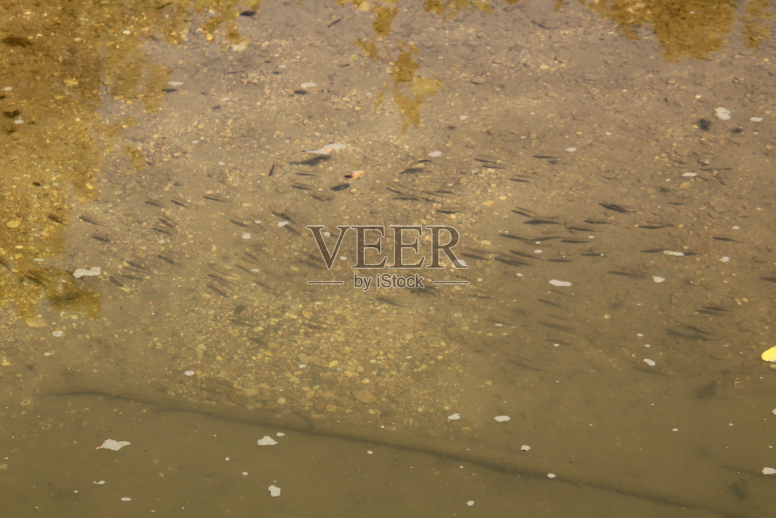 学校的鱼照片摄影图片