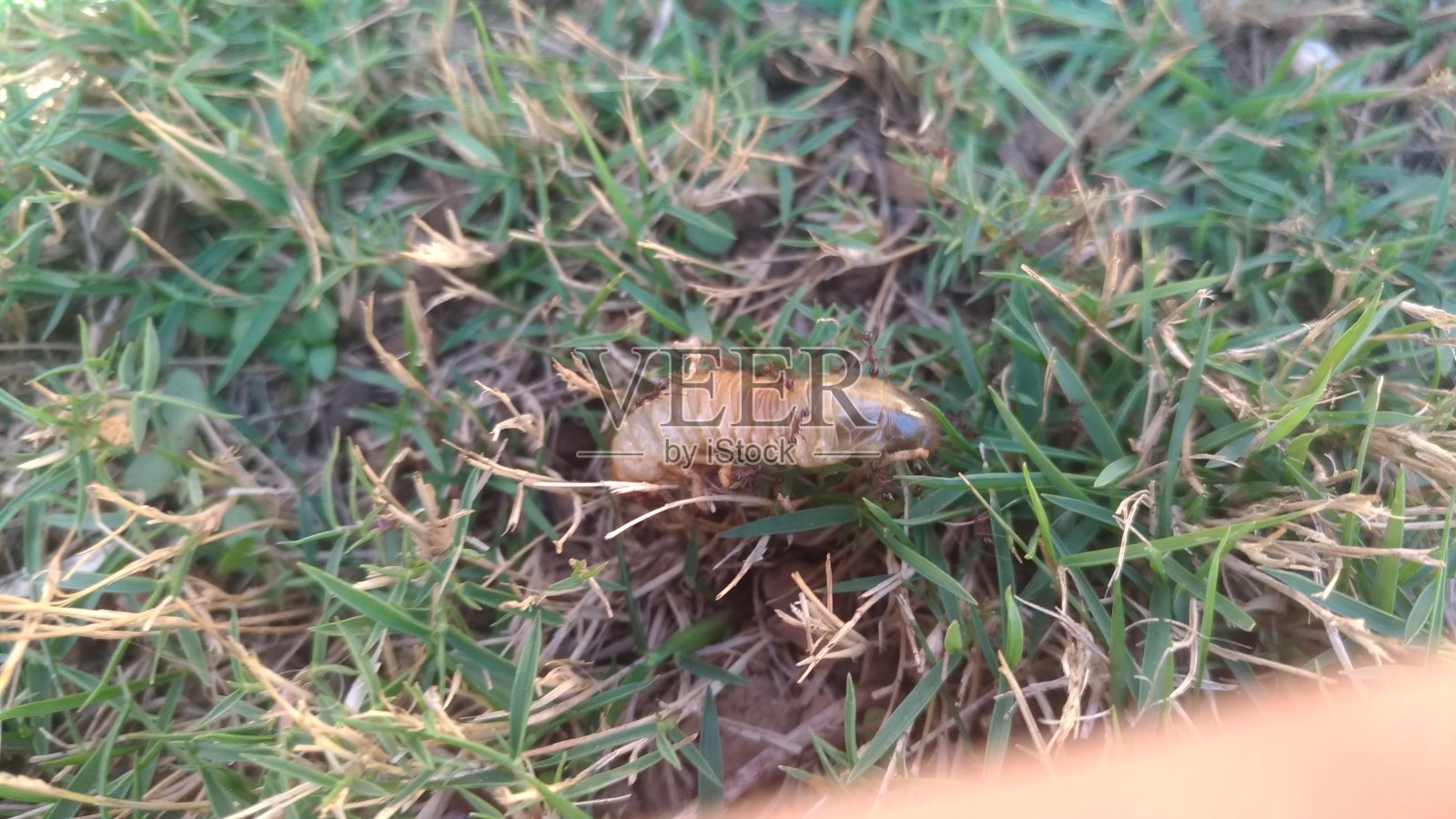 蚂蚁和错误照片摄影图片