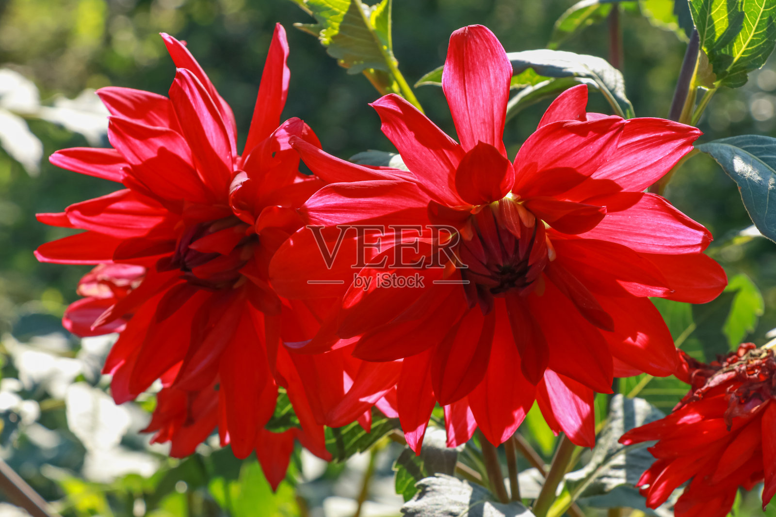 阳光下的大红大丽花的头照片摄影图片