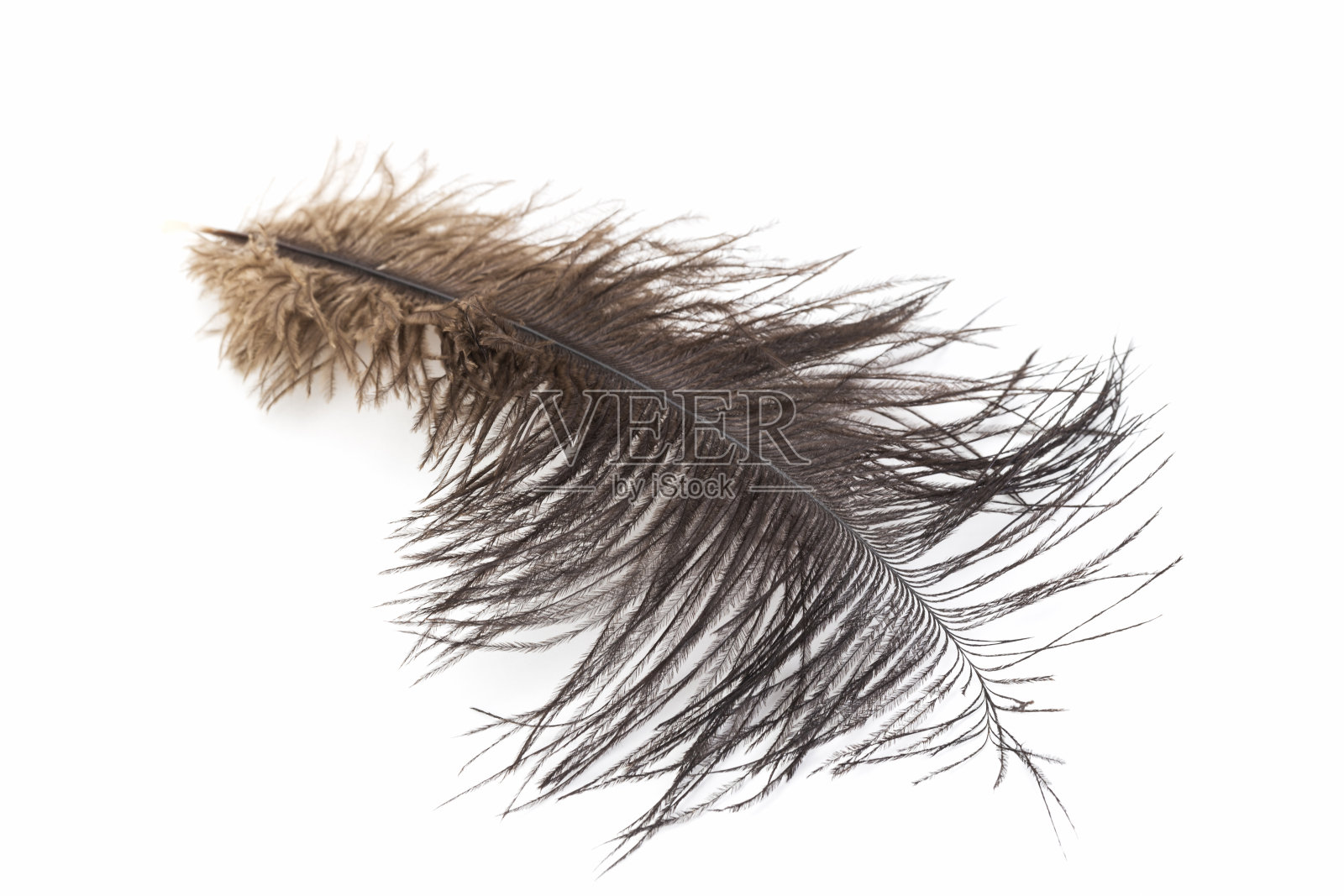 鸵鸟羽毛照片摄影图片