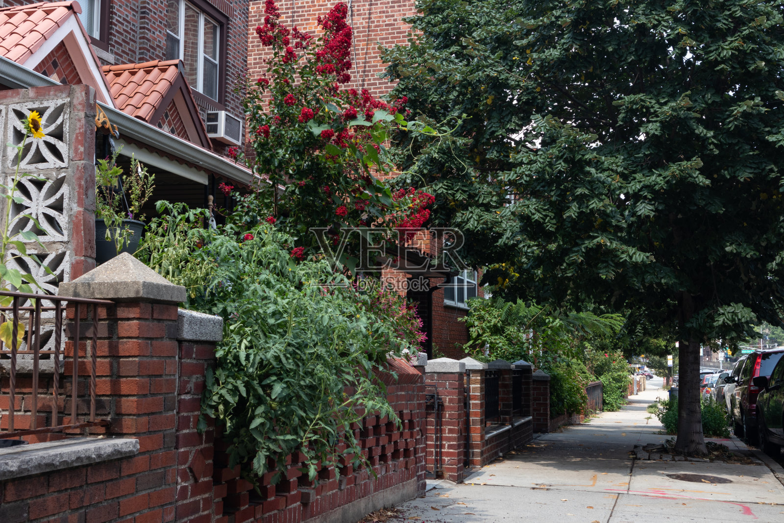 美丽的社区人行道与植物和花卉在纽约阿斯托里亚皇后区的家庭花园在夏季照片摄影图片