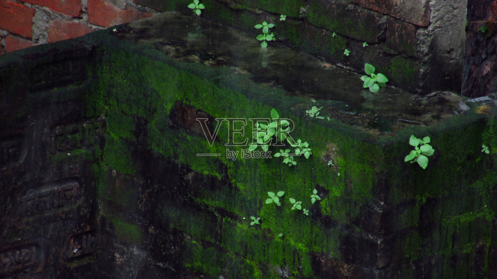 美丽茂盛的绿色野生杂草与苔藓照片摄影图片