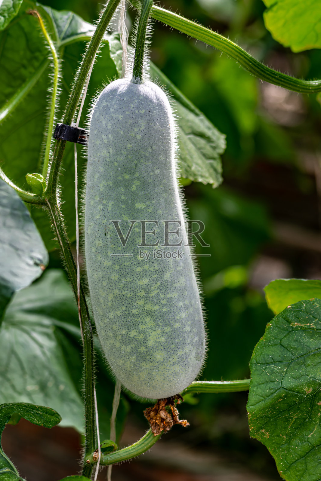 冬瓜照片摄影图片