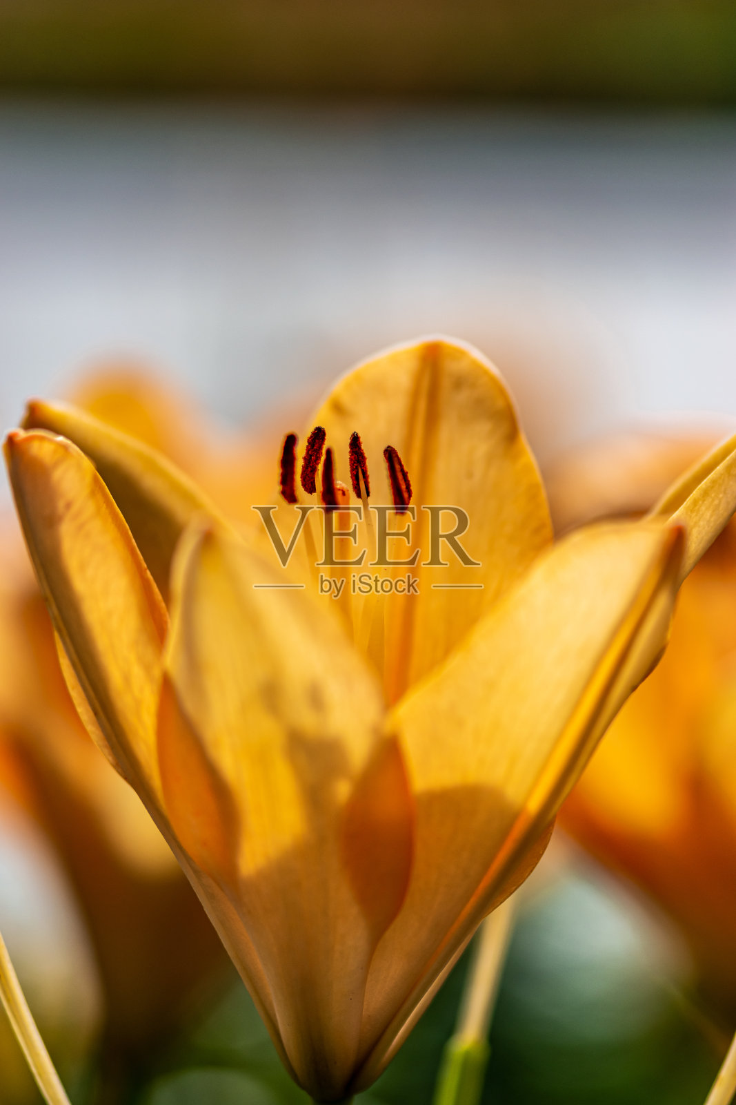 百合照片摄影图片