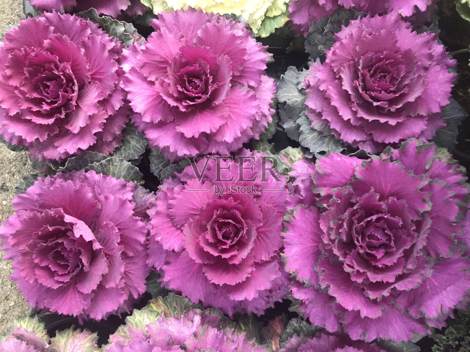 观赏卷心菜，花色艳丽，花头呈紫色照片摄影图片