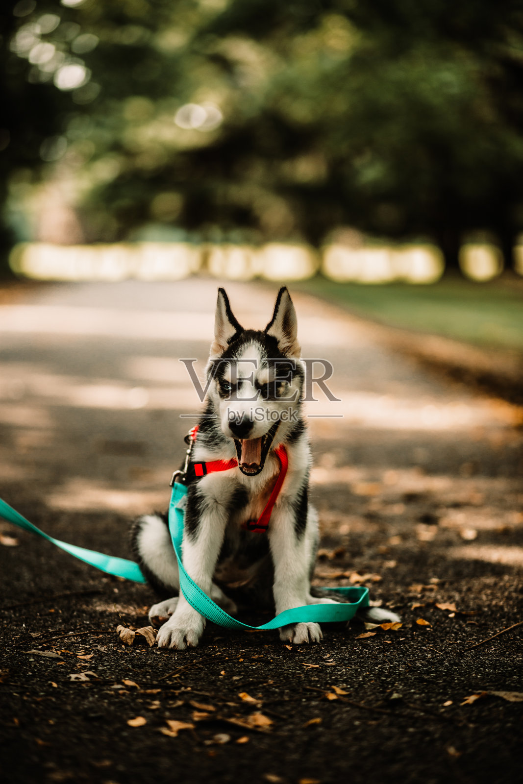 沙哑的婴儿照片摄影图片