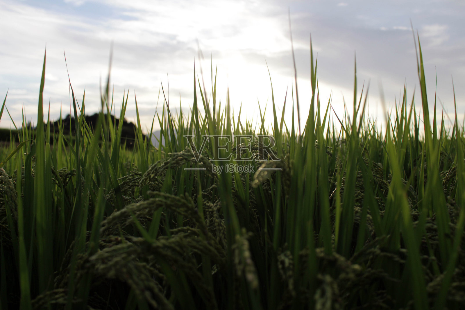 稻田里的稻谷的特写镜头照片摄影图片
