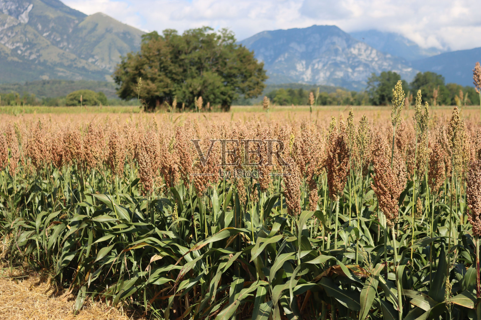 高粱或小米在田里准备收割照片摄影图片
