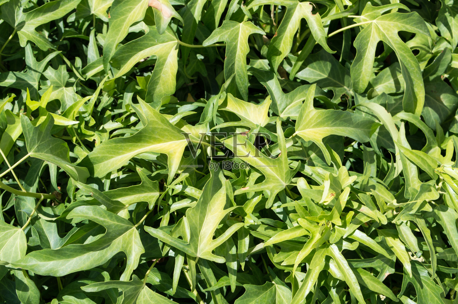 绿叶背景照片摄影图片