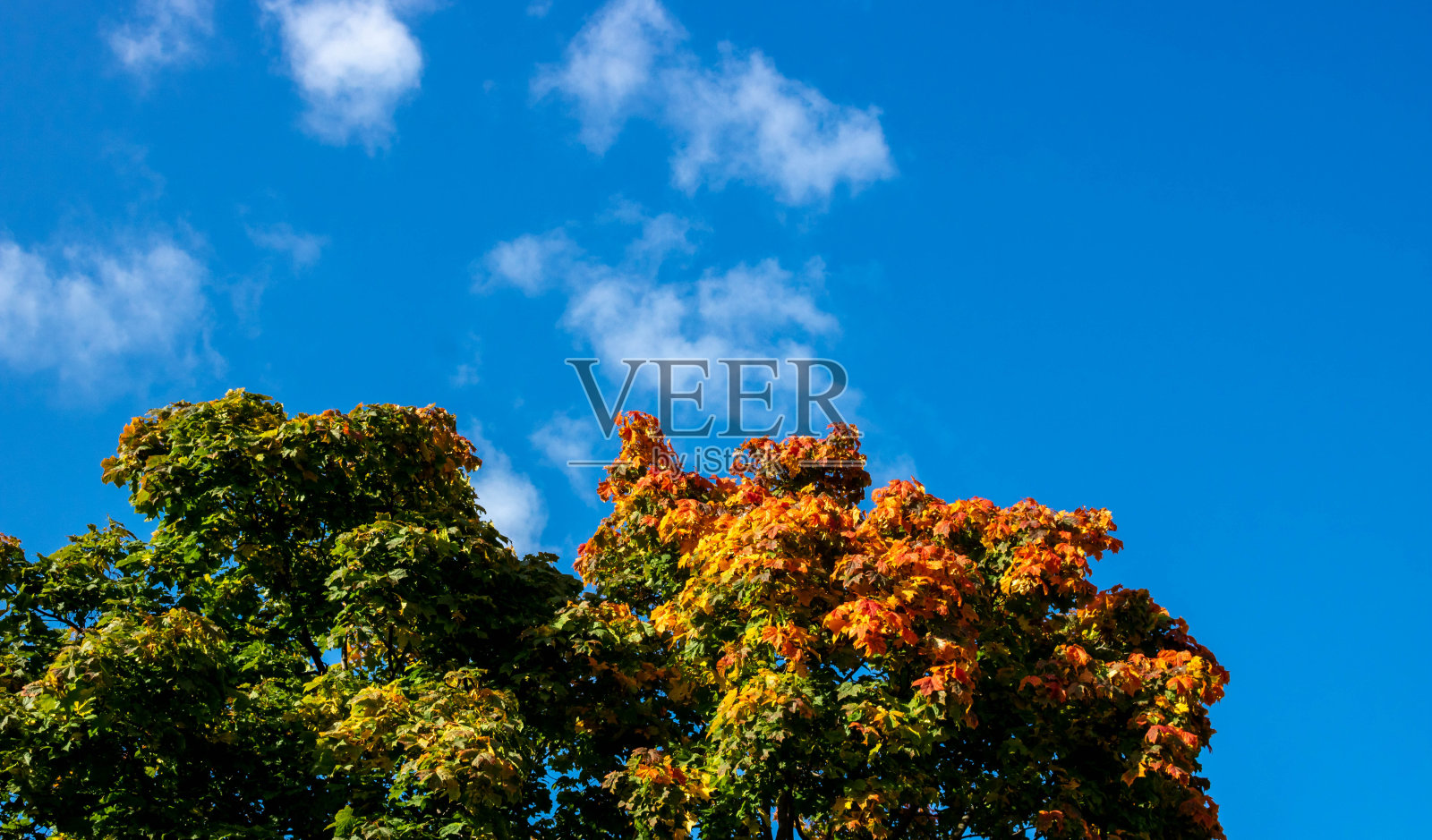 秋景映衬着蓝天的枫叶。秋天的树木和清澈的蓝天照片摄影图片