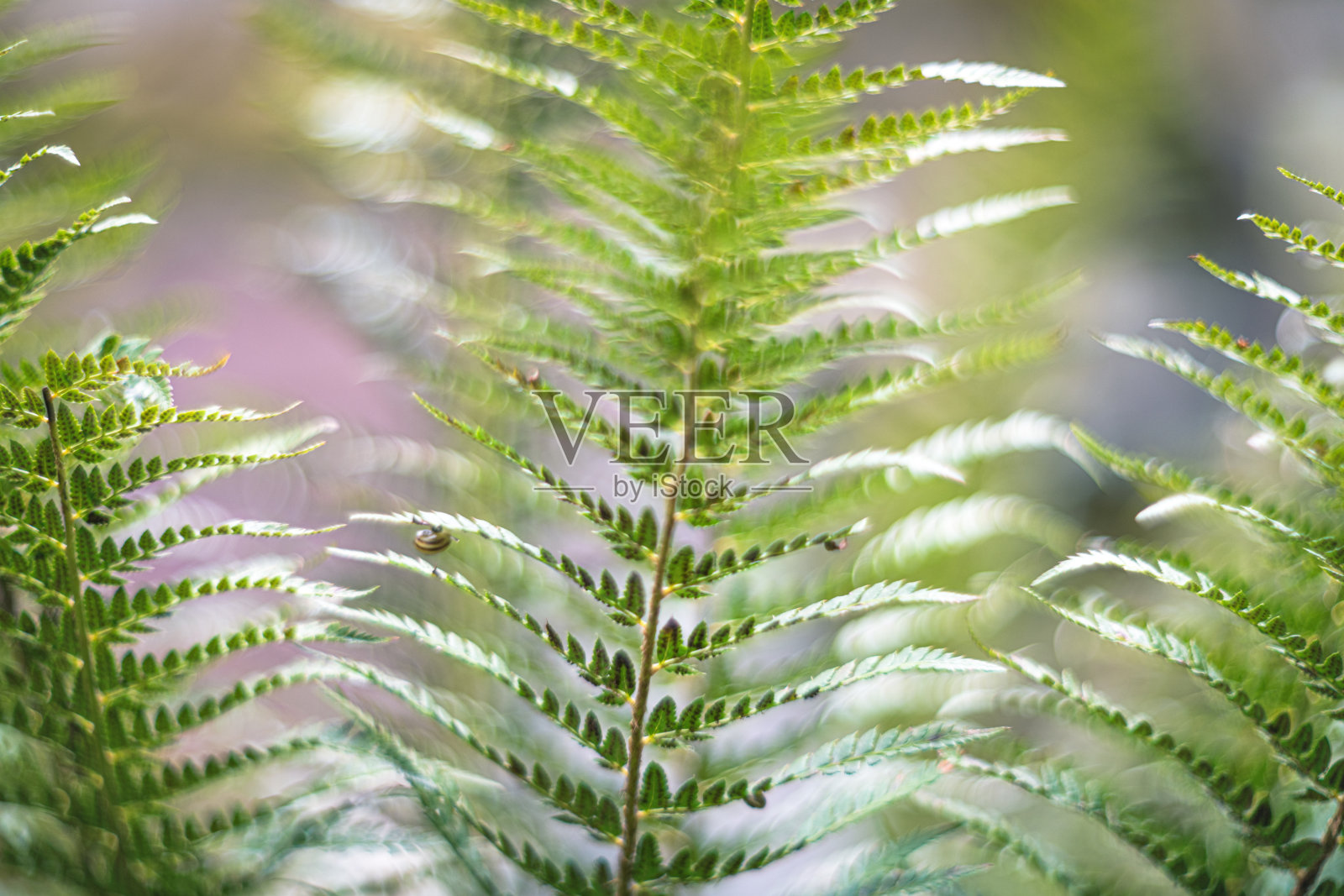 森林中的蕨类环境光透过树木照片摄影图片