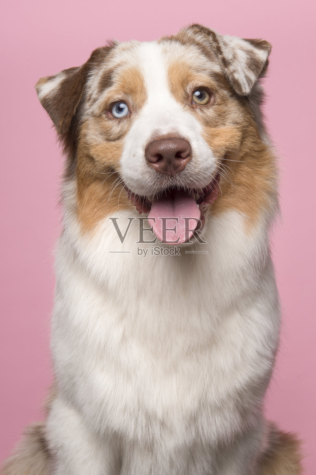 一个漂亮的澳大利亚牧羊犬的肖像，微笑着看着相机在一个粉红色的背景照片摄影图片