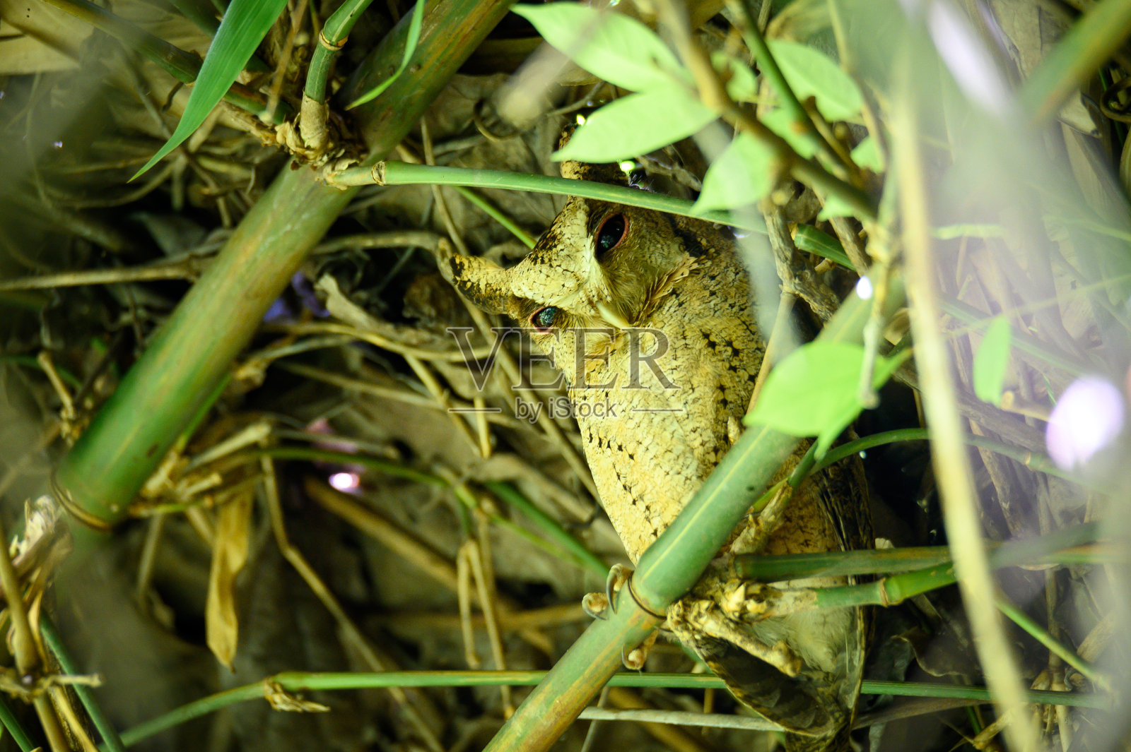 真正的猫头鹰鸟在森林的树枝上照片摄影图片