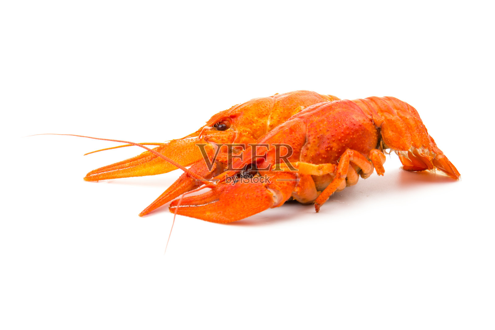 新鲜水煮小龙虾，小龙虾，孤立在白色背景照片摄影图片