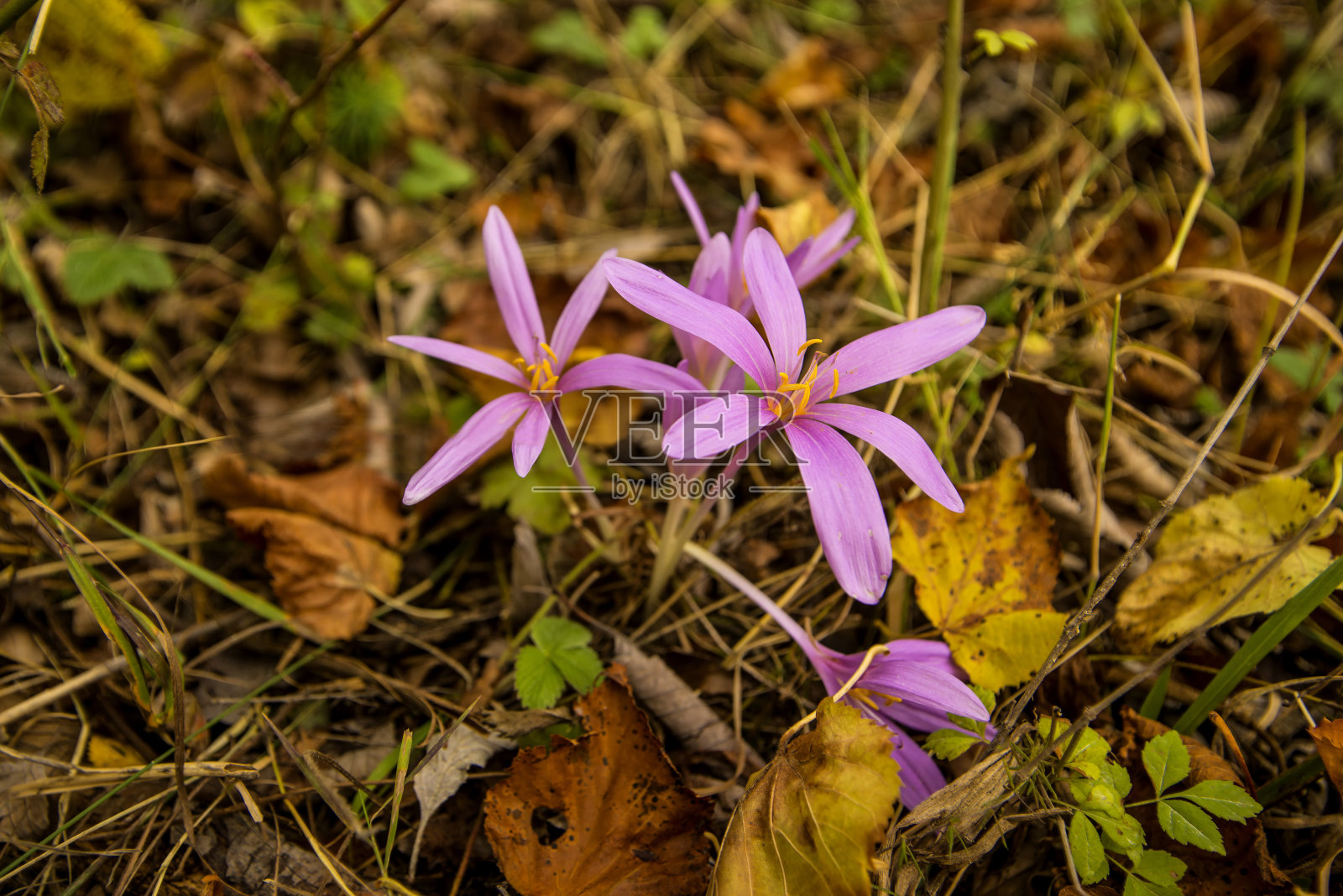 德国秋天的番红花照片摄影图片