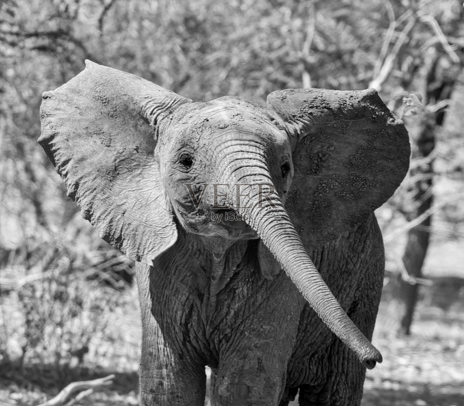 象牛犊照片摄影图片